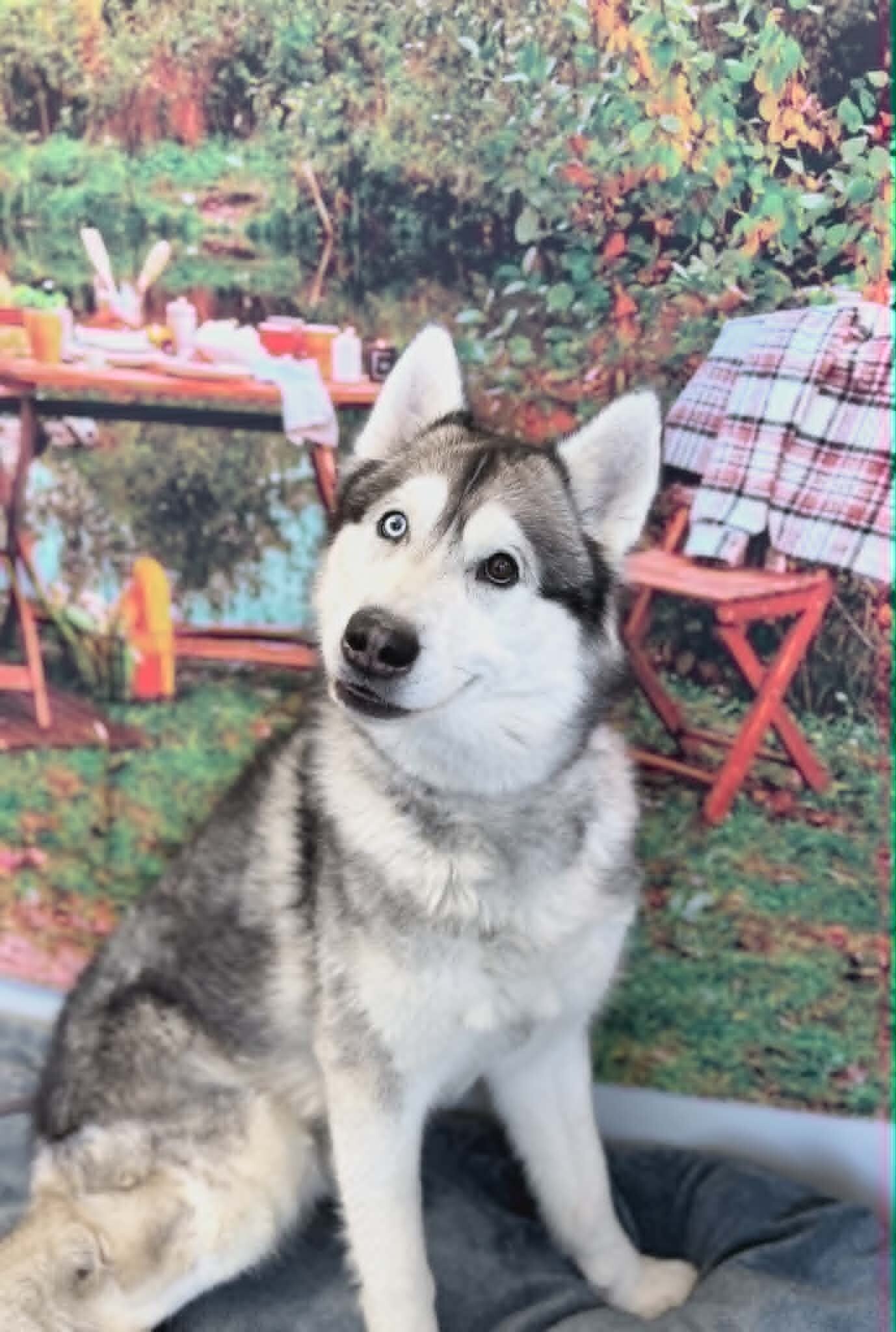 Picture of the Animal Listed